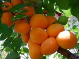 Balearicsex110
