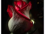 RoseLady87
