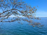 bluemelonc